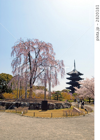 東寺の不二桜と五重塔 2820181