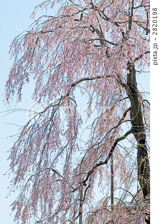 京都の銘桜　東寺の不二桜 2820198