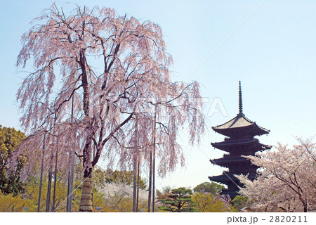 東寺の不二桜と五重塔 2820211