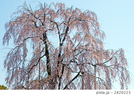 京都の銘桜　東寺の不二桜 2820223