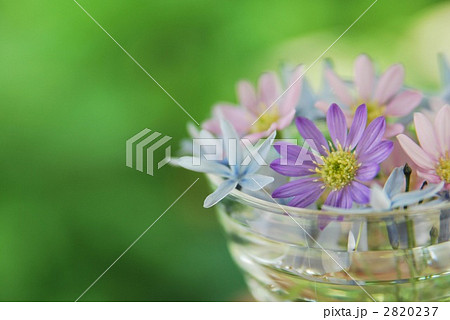 ガーデンフラワー 2820237