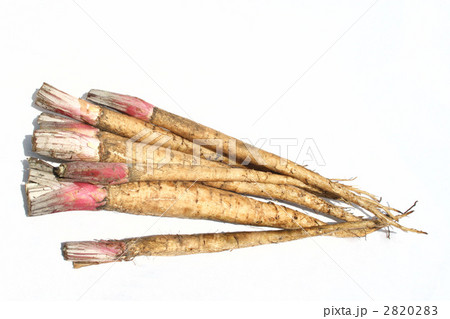 新ごぼう 2820283