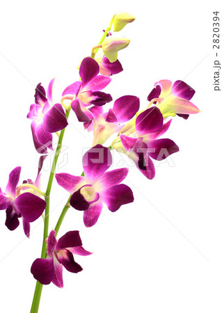 デンファレ 2820394