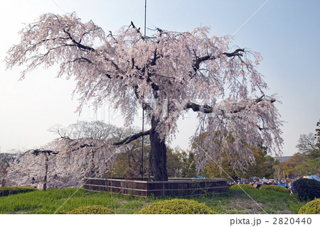 円山公園　祇園枝垂れ桜 2820440
