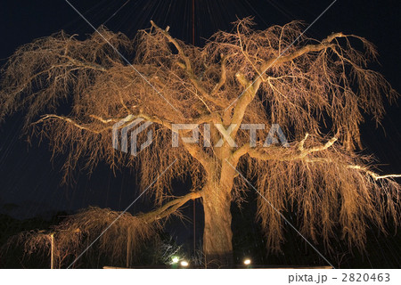 円山公園 祇園枝垂れ桜 円山公園 祇園枝垂れ桜 2820463