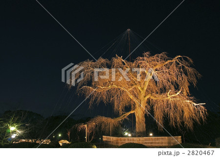 円山公園　祇園枝垂れ桜 2820467