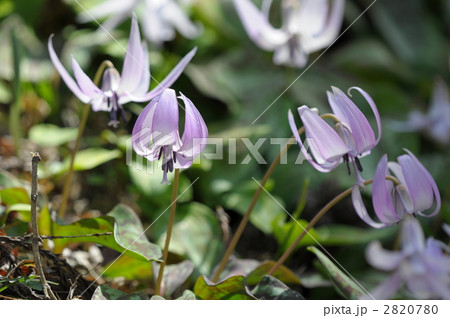 カタクリの花 2820780