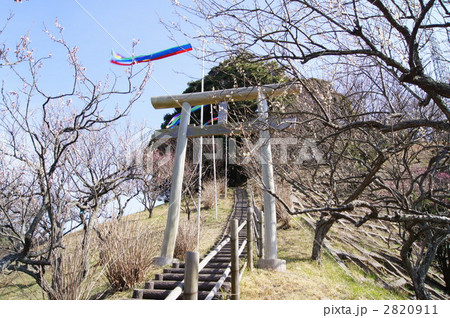 田浦梅の里 田浦梅の里 2820911