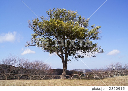 田浦梅の里 一本木 田浦梅の里 一本木 2820916