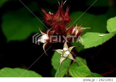 エビガライチゴ 2821061