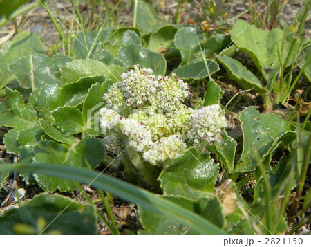 カリフラワーの様な白い花が咲くハマボウフウの写真素材