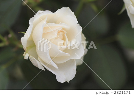プリンスオブウェールズ 白バラ 薔薇の写真素材