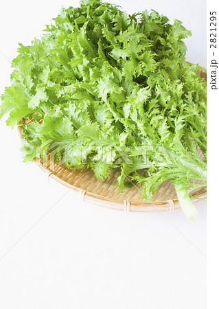 ワサビ菜 2821295