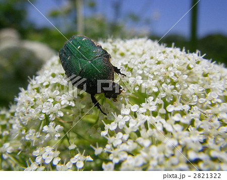 コアオハナムグリ 2821322