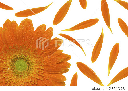 ガーベラ ガーベラ 2821398