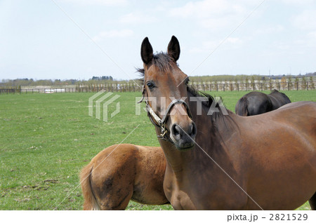 勇敢な馬 2821529