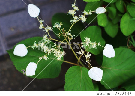 イワガラミの白い花 2822142