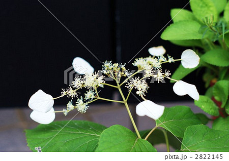 イワガラミの白い花 2822145