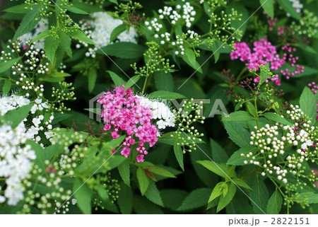 キシモツケの紅白の花 2822151