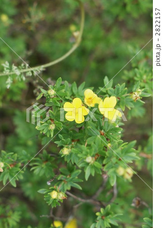 キンロバイの花と葉 キンロバイの花と葉 2822157