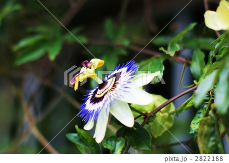 トケイソウの花側面 2822188