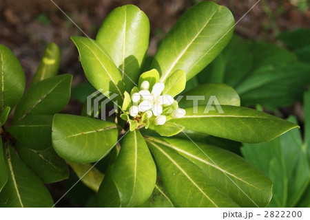 扉の木・トベラの葉と花 2822200