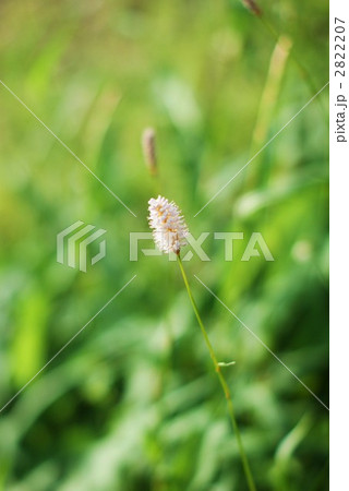 イブキトラノオの花穂 2822207