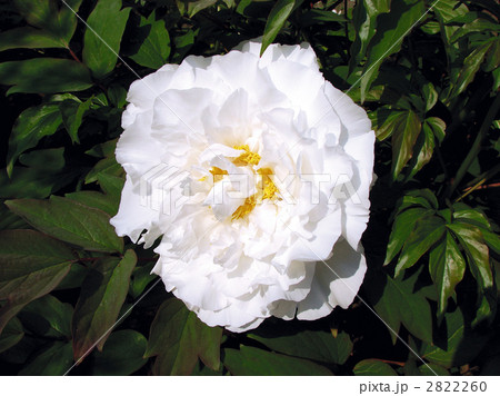 芍薬 白 芍薬 白 2822260