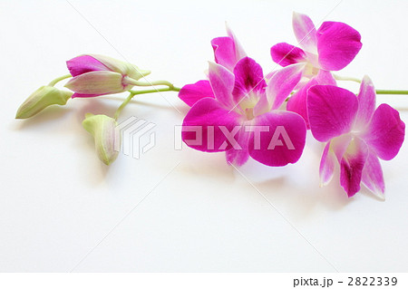 デンファレ 2822339