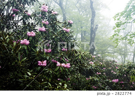 大台ケ原の石楠花 2822774