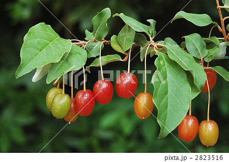 ナツグミ（果実） 2823516