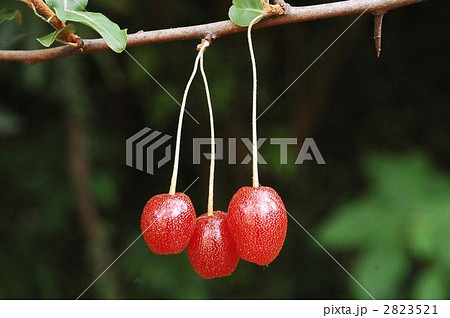 ナツグミ（果実） 2823521