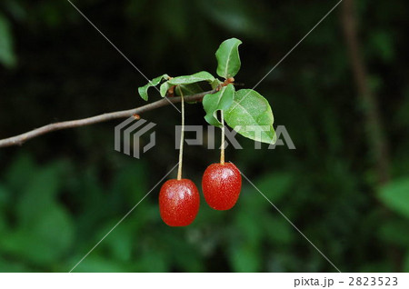 ナツグミ（果実） 2823523