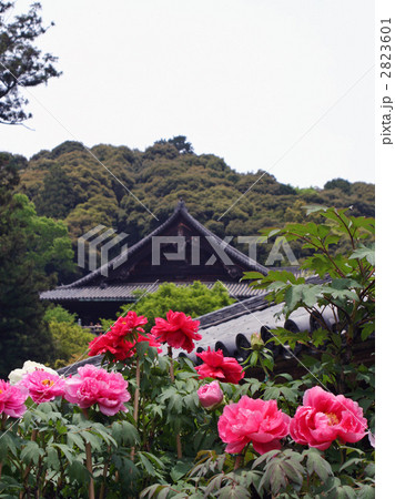 長谷寺の牡丹 長谷寺の牡丹 2823601