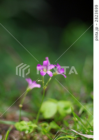 紫方喰（ムラサキカタバミ） 2823699