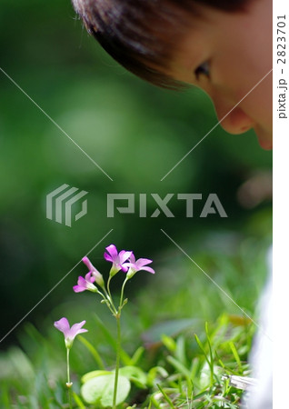 紫方喰（ムラサキカタバミ）と子供のシルエット 2823701