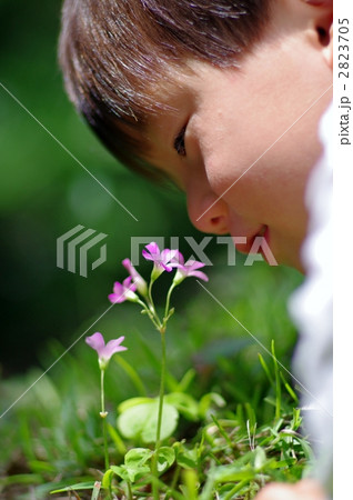 紫方喰（ムラサキカタバミ）と子供 2823705