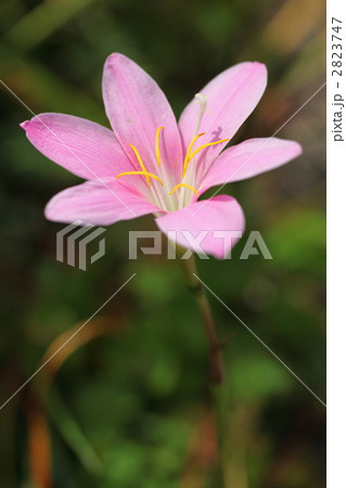 ヘメロカリス 2823747