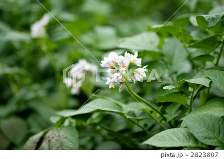 じゃがいもの花 じゃがいもの花 2823807
