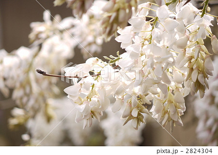 白い藤 白い藤 2824304