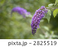 2825519