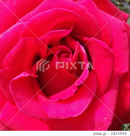 バラ模様 2825956