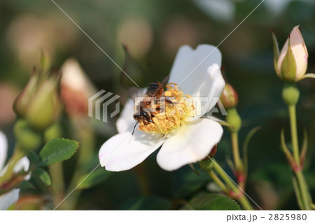 ミツバチとバラ 2825980