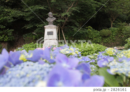 紫陽花とシーボルト像の写真素材