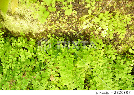 アジアンタム 2826307