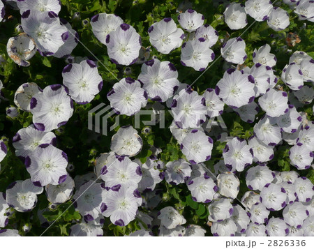 ネモフィラ ネモフィラ 2826336