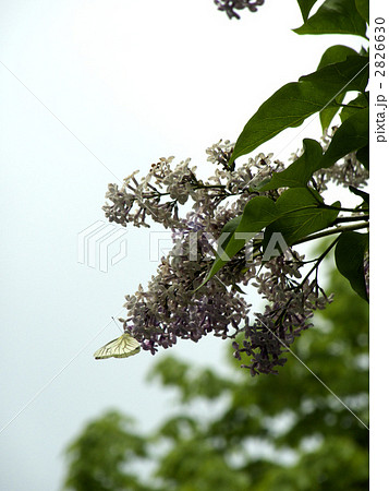ライラックとモンシロチョウ 2826630