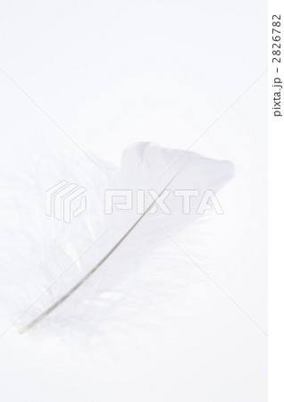 羽毛　 2826782