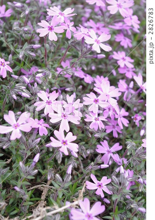 芝桜 2826783