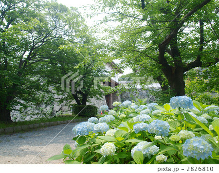 福岡城の紫陽花 2826810